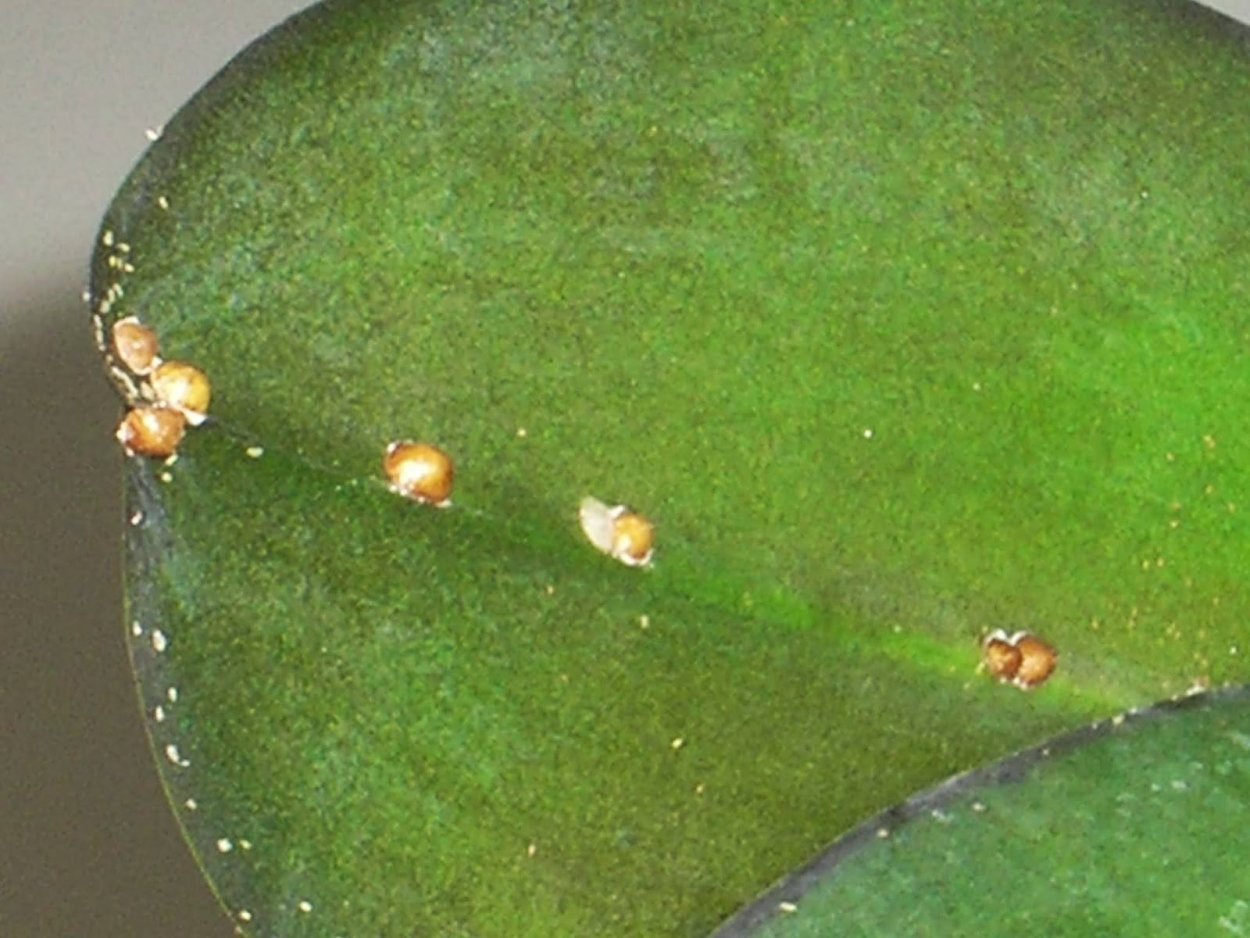 Плющевая щитовка