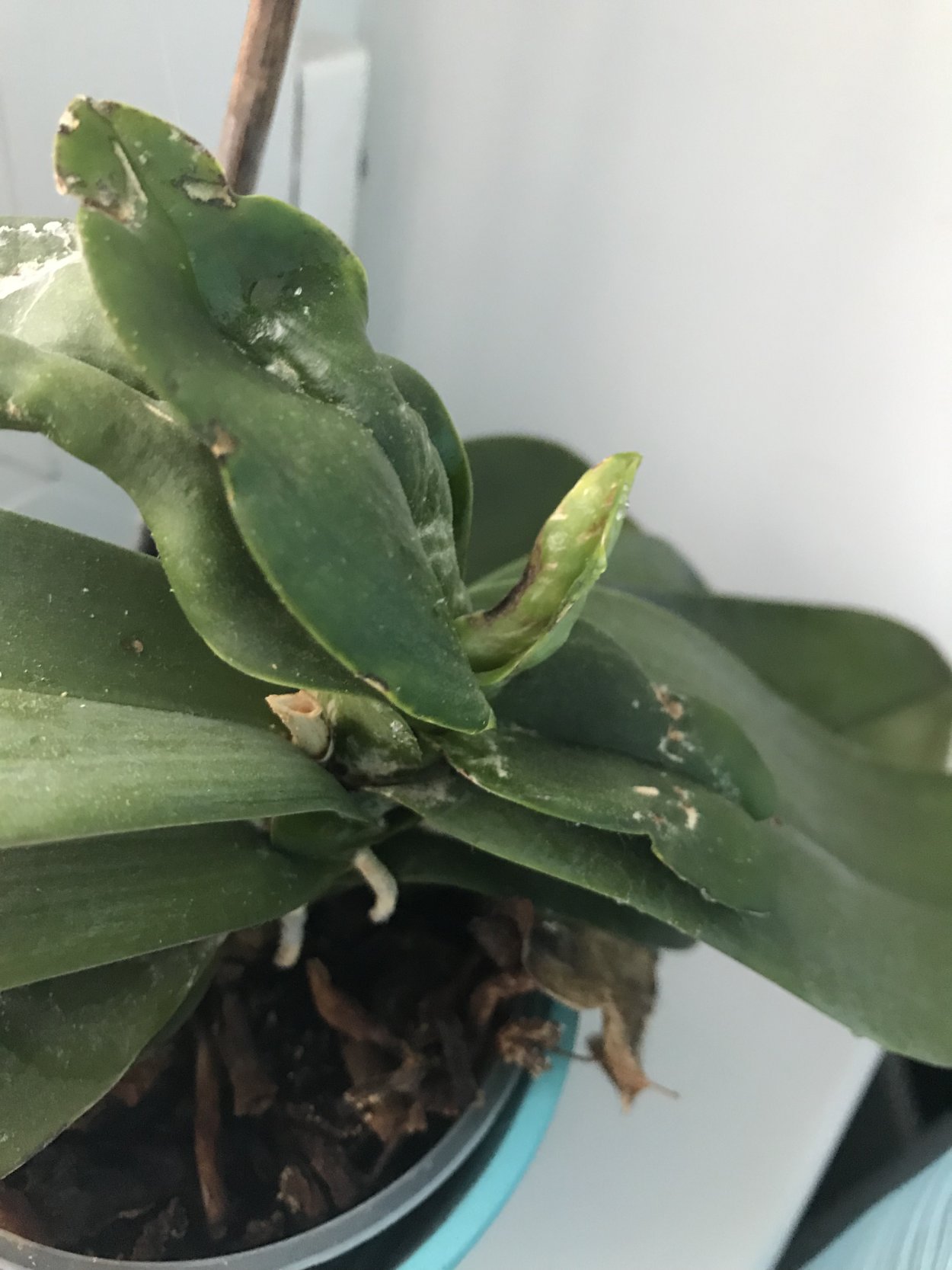 Болезни орхидей фаленопсис капельки