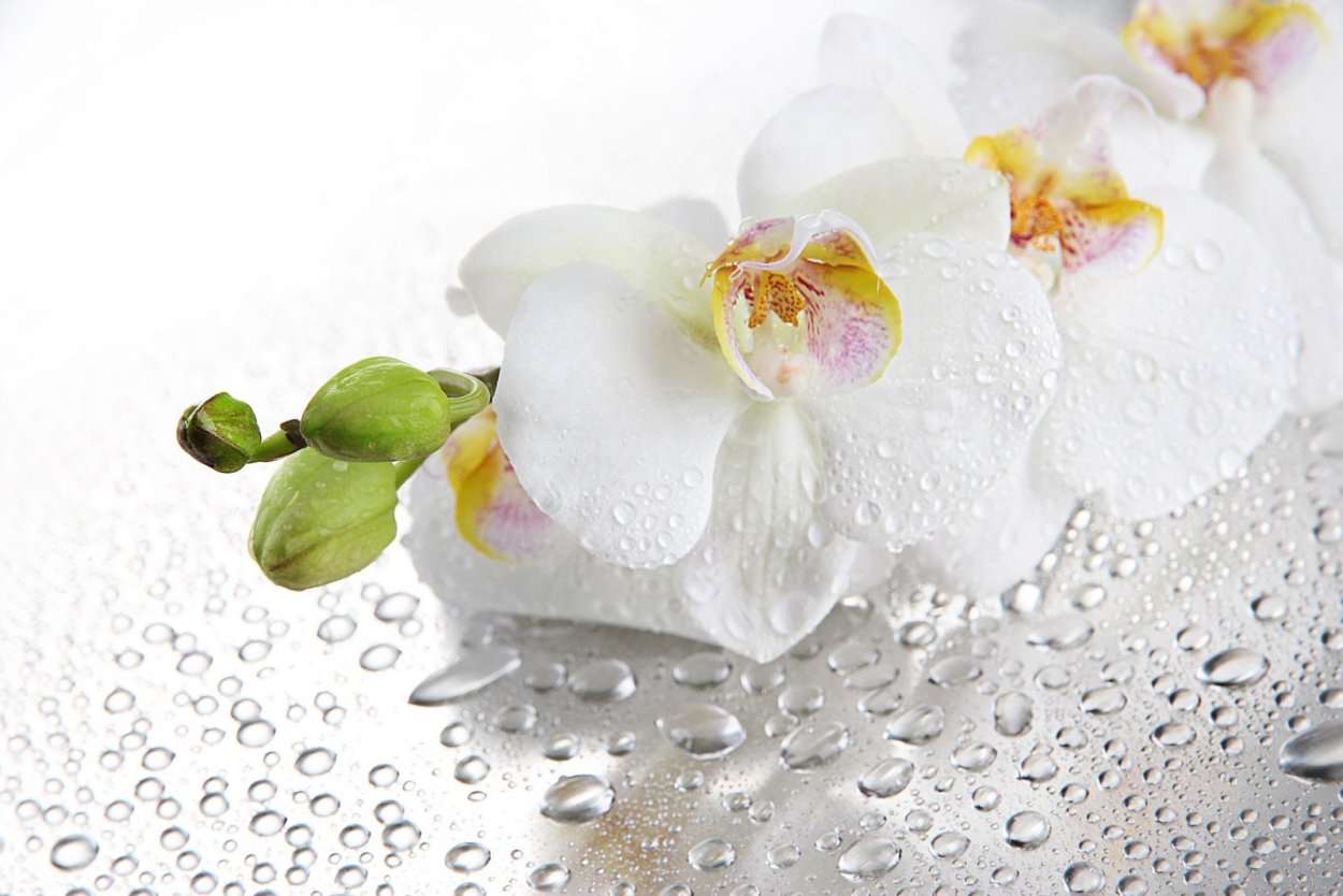 Белая Орхидея с каплями воды