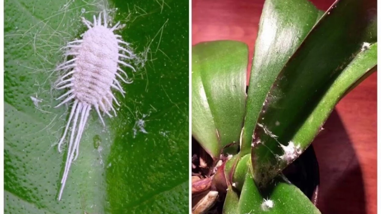 Белый мучнистый червец