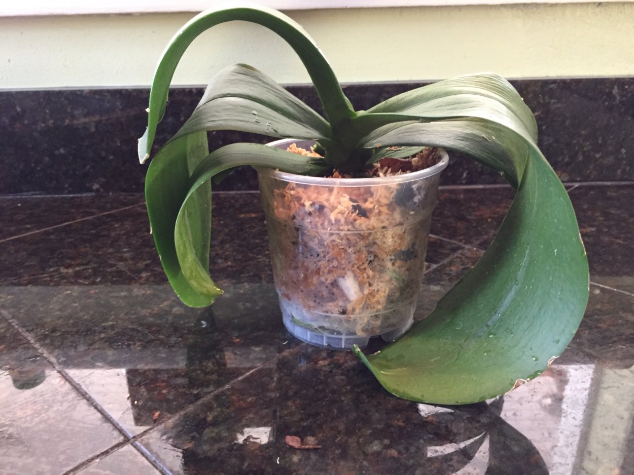 Болезнь орхидей белый налет