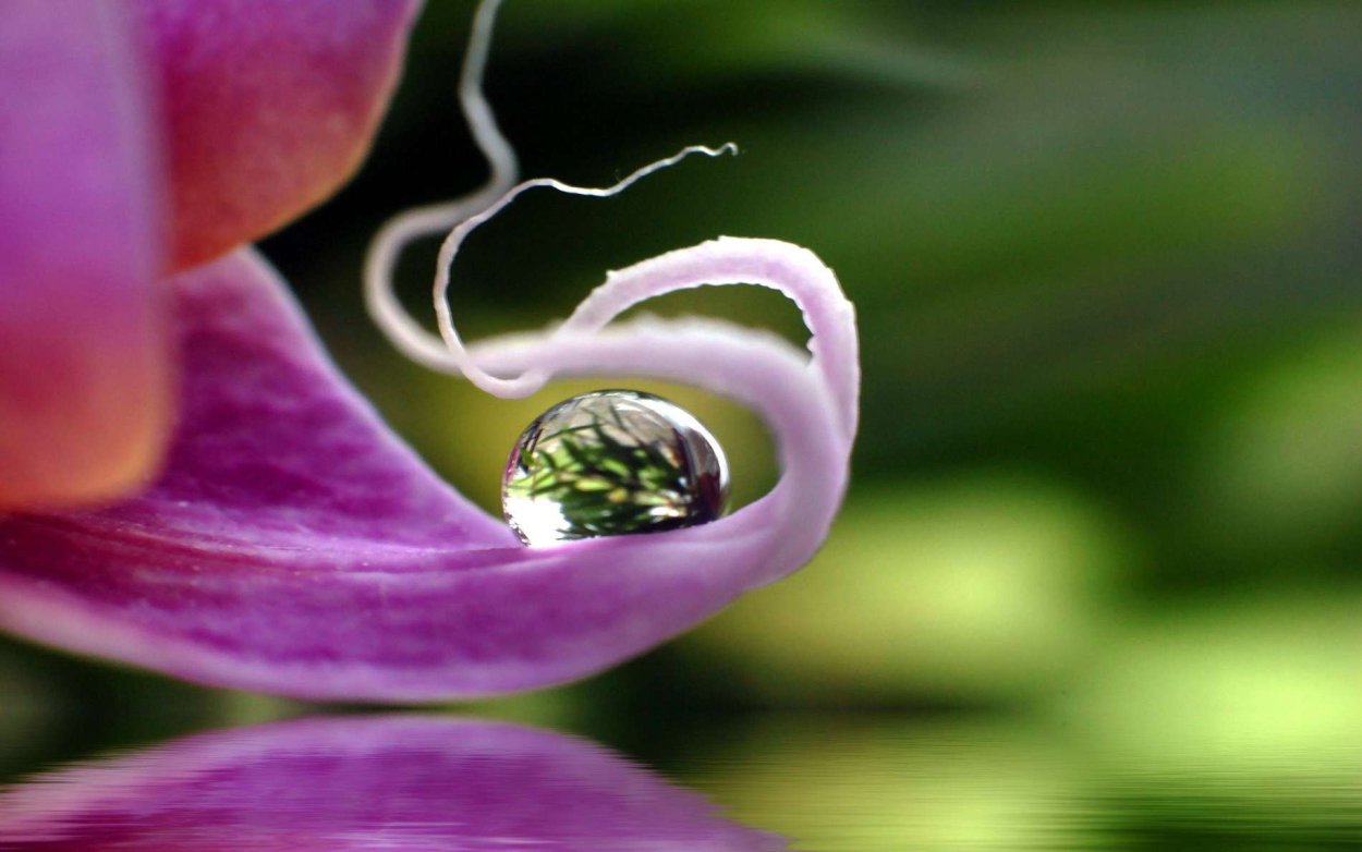 Орхидея в росе