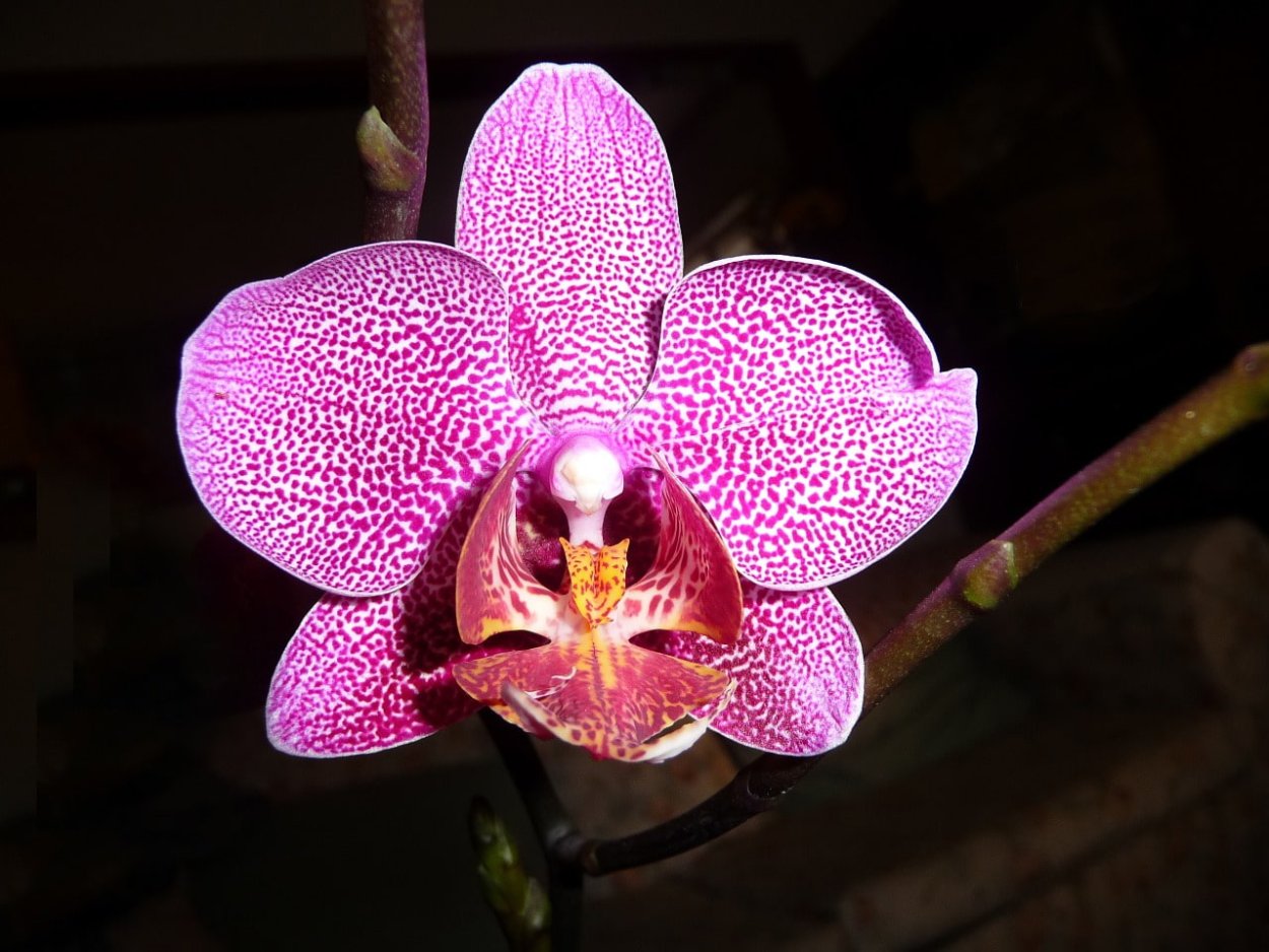 Орхидея Phalaenopsis