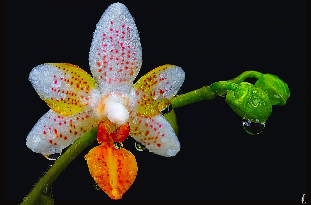 Фаленопсис Willemstad