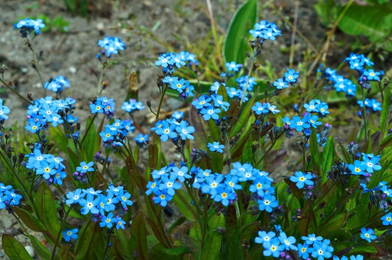 Незабудка Садовая голубая