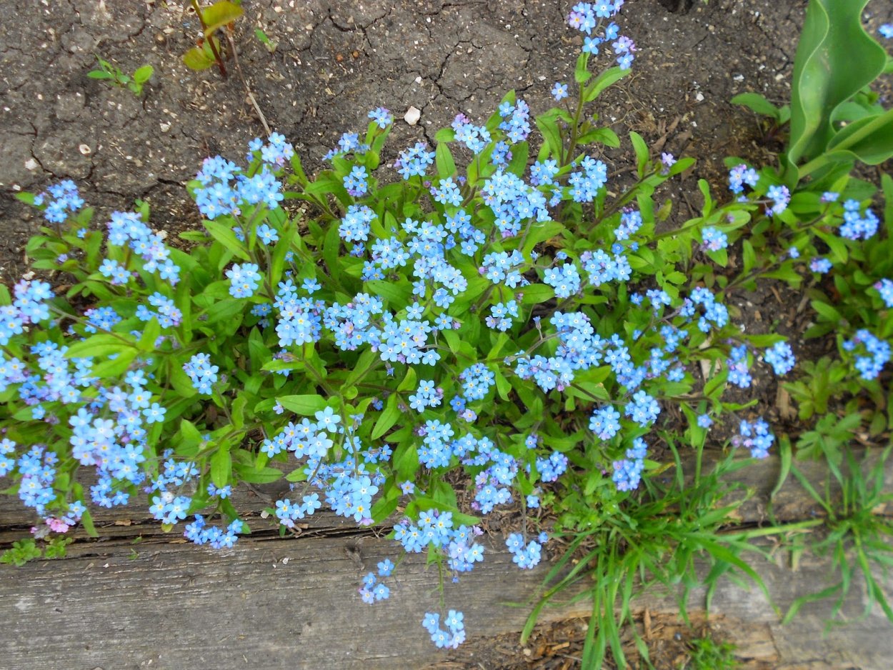 Незабудка Альпийская Victoria hellblau