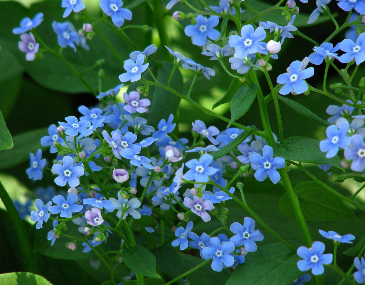 Бруннера Сибирская Brunnera sibirica