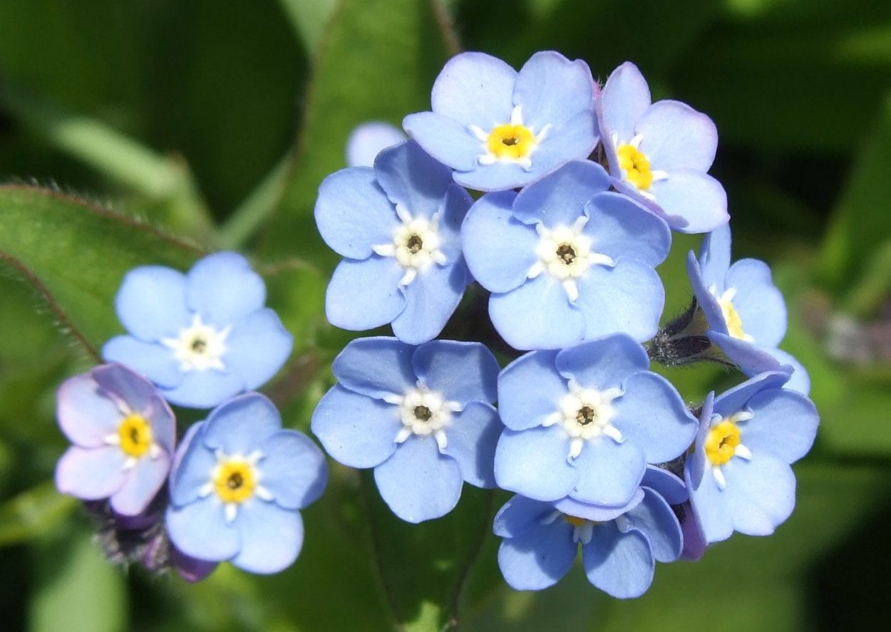 Незабудка Полевая (Myosotis arvensis)