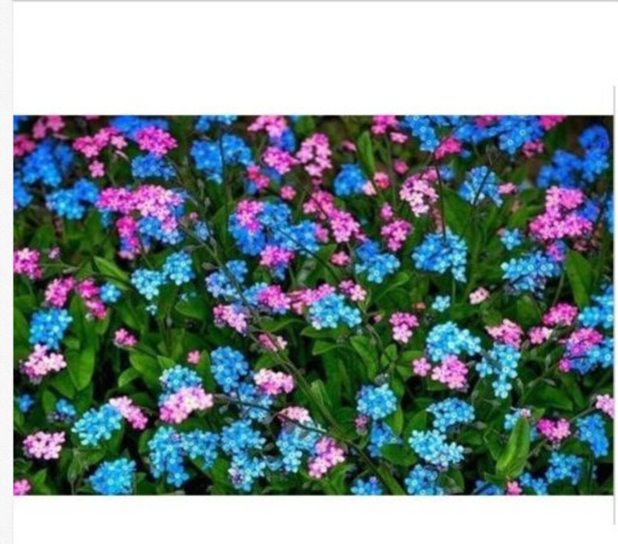 Незабудка Альпийская (Myosotis alpestris)