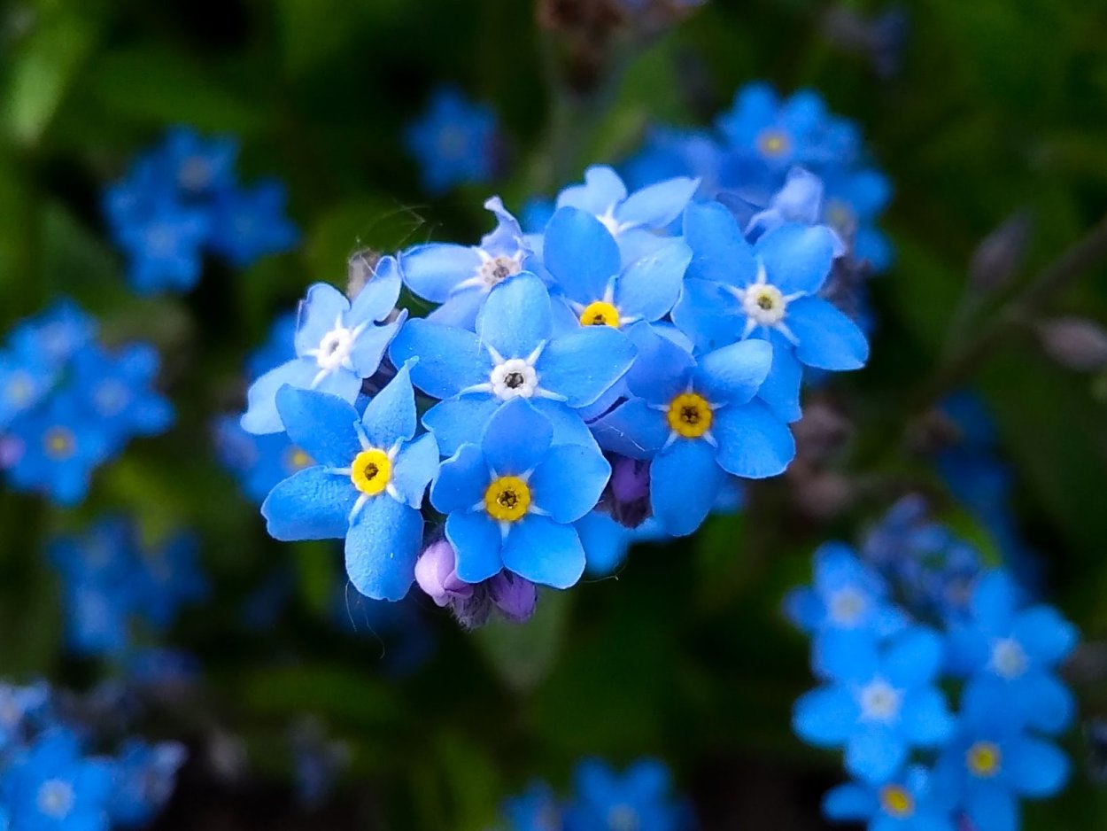 Незабудка Альпийская цветение