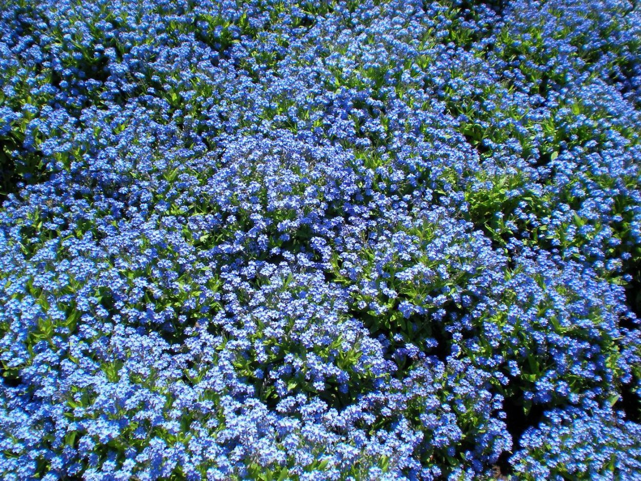 Незабудка Лесная Форгетминот