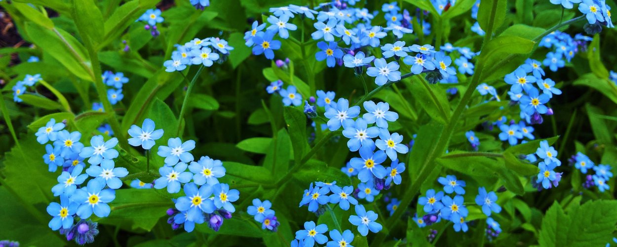 Незабудка Чекановского Myosotis czekanowskii