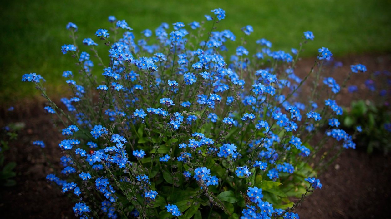 Цветы Анютины глазки незабудки