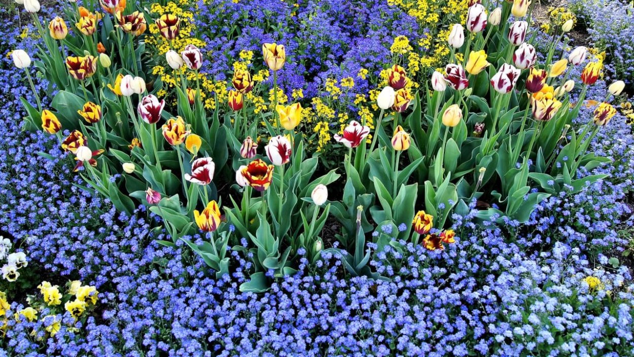 Незабудка сорта