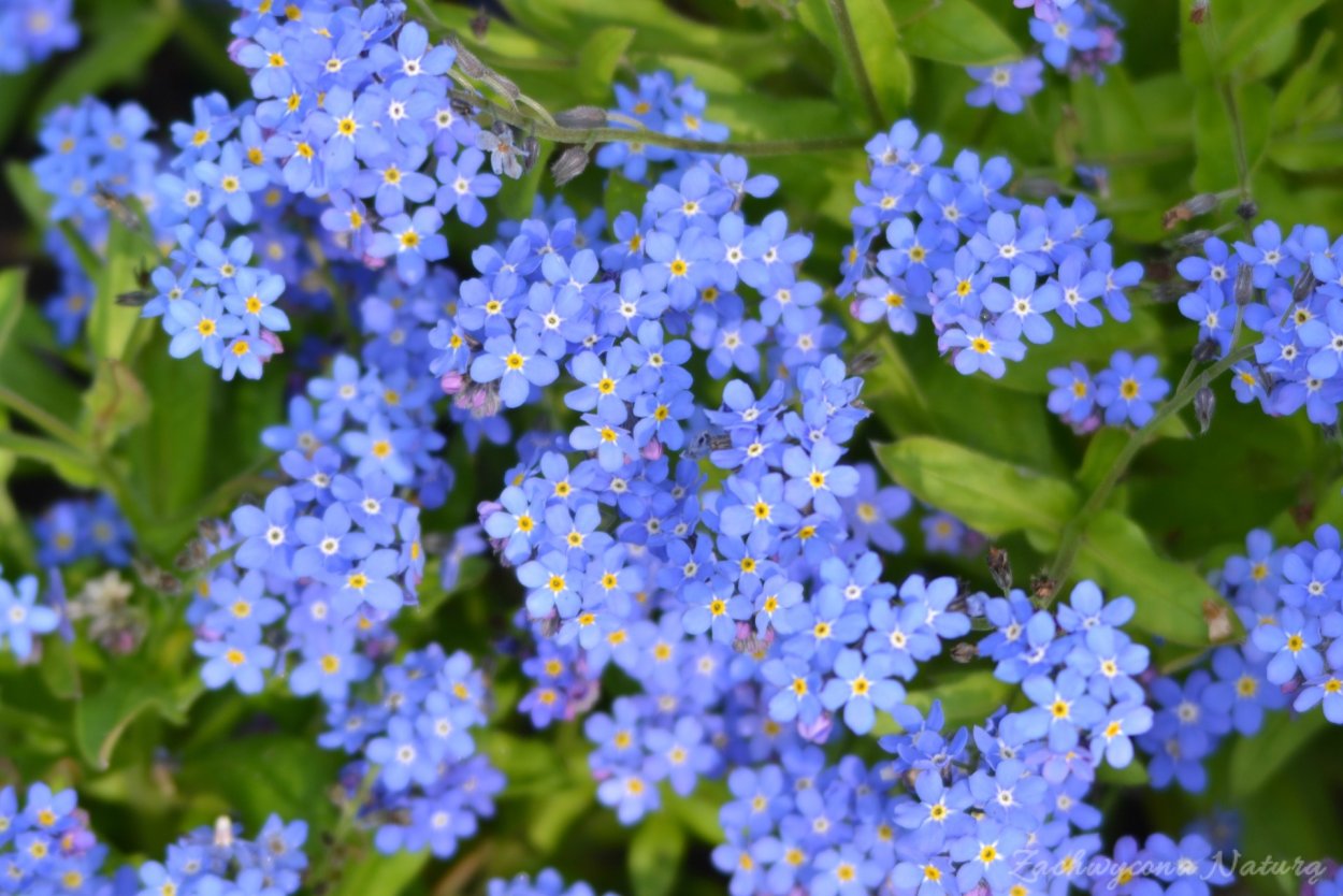 Астра новобельгийская синяя