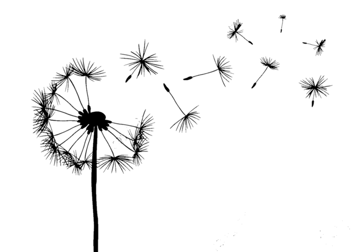 Семена одуванчика черно-белая