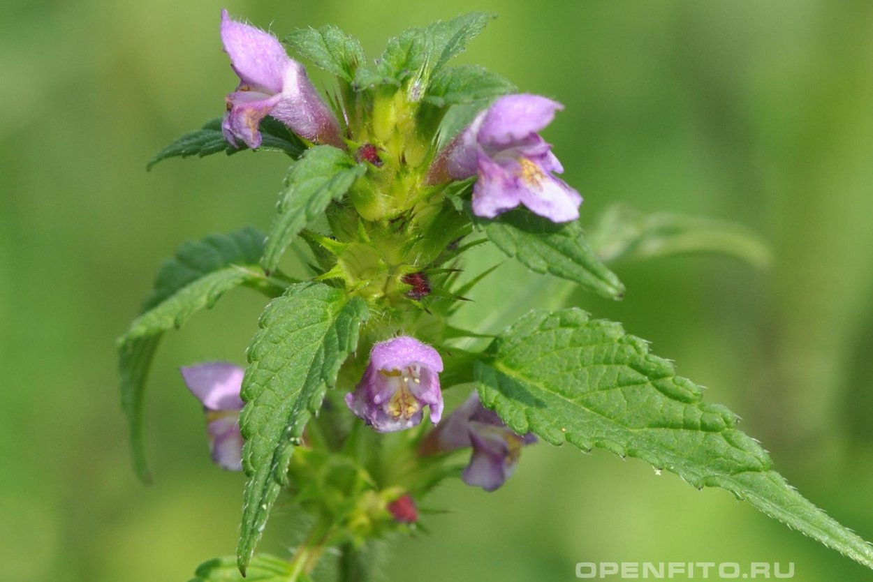 Пикульник обыкновенный