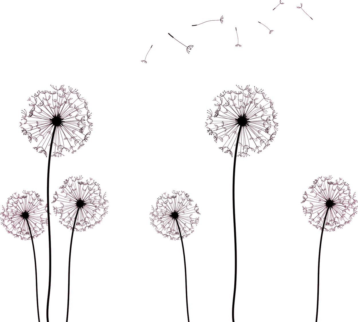 Белый одуванчик на белом фоне