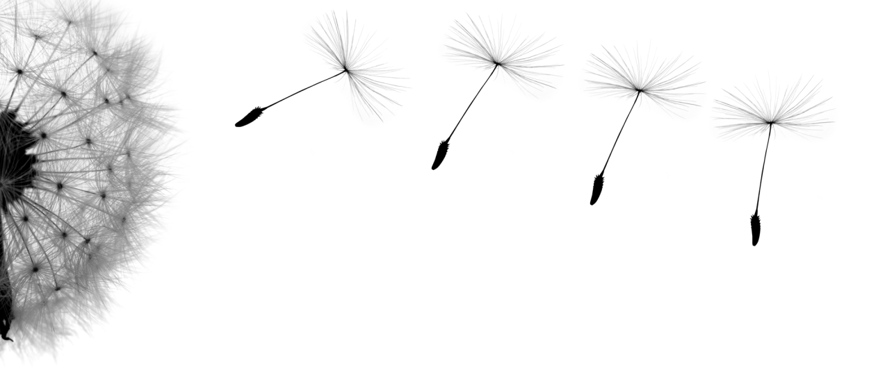 Семена одуванчика на прозрачном фоне