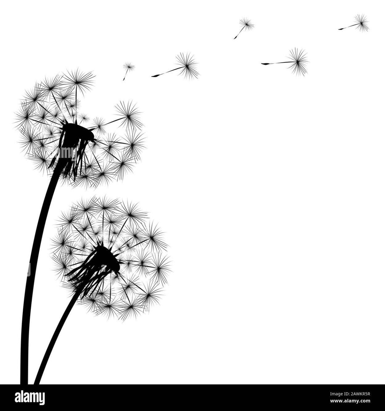 Одуванчик черно белое контур