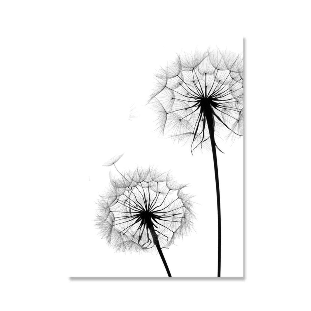 Постер "одуванчики"