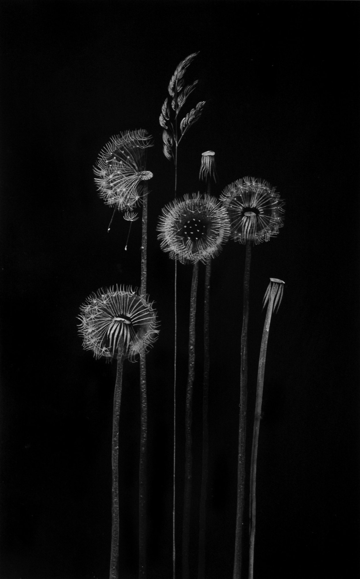 Одуванчики белым линером на чёрной бумаге