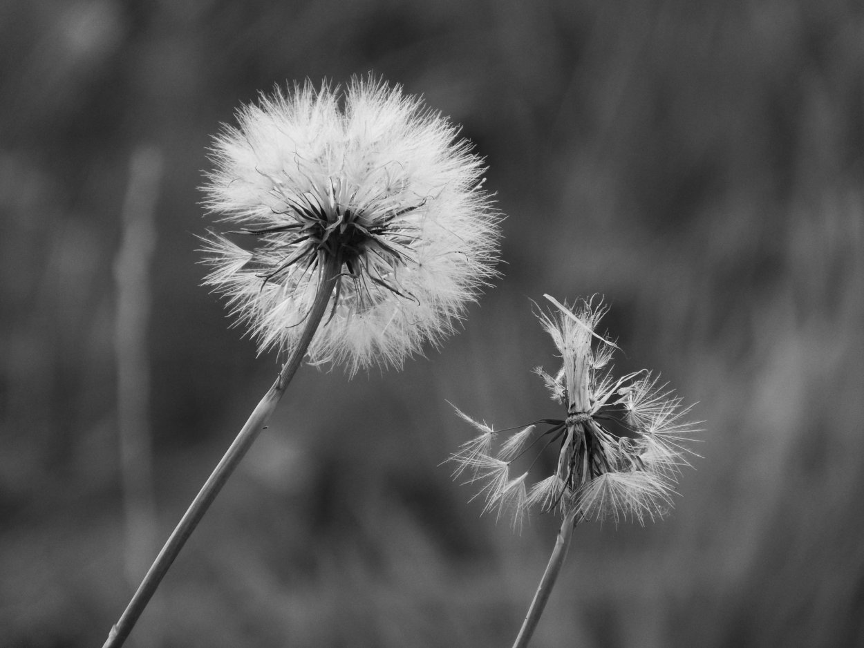 Силуэт девушки с цветами
