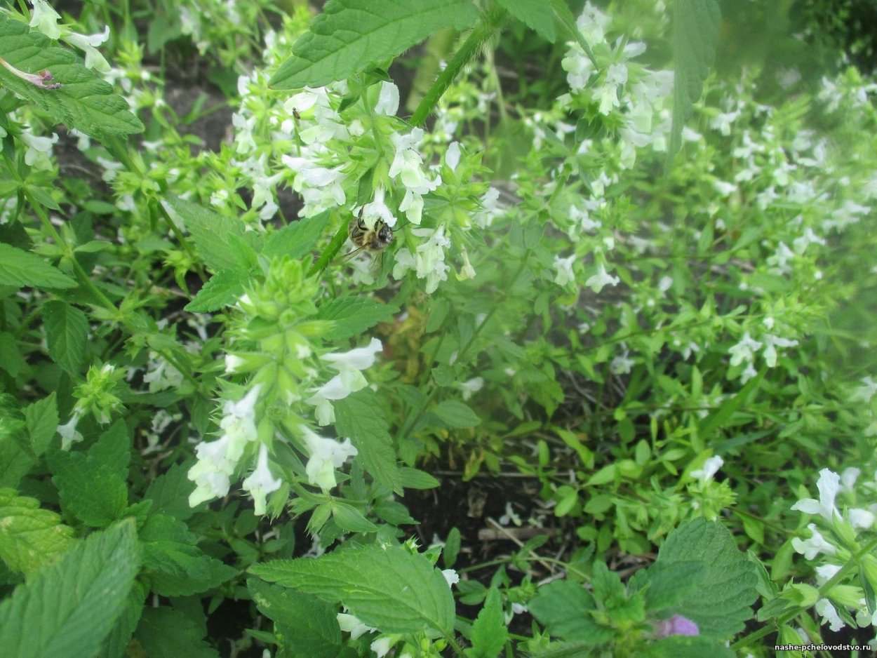 Бораго Альба