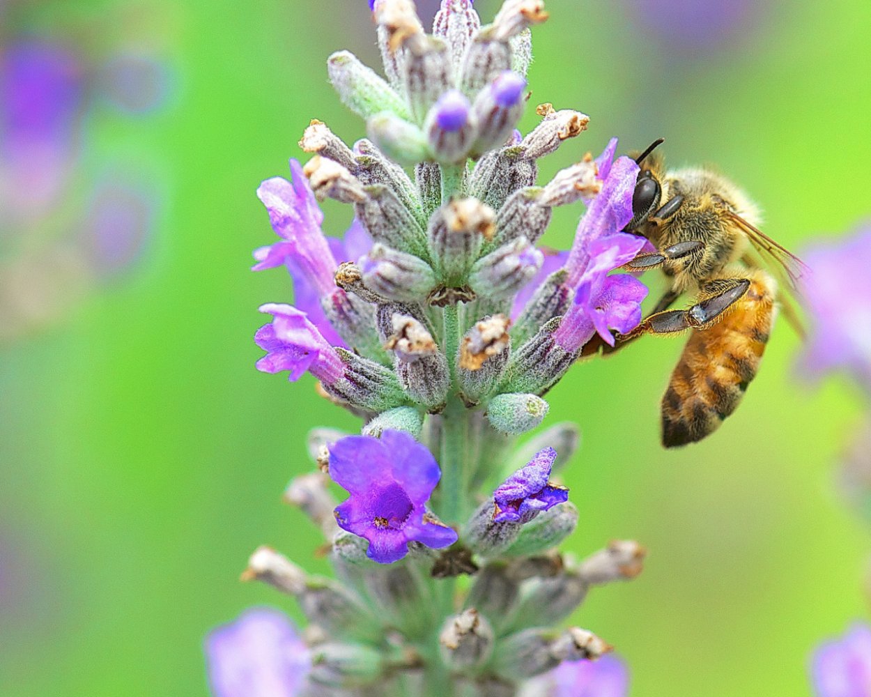 Медоносы опыляют растения