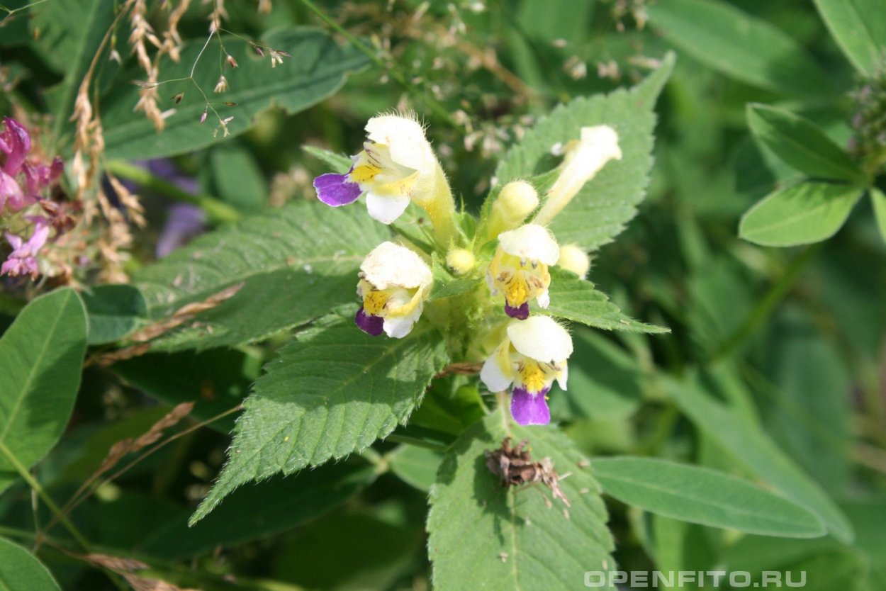 Пикульник ладанниковый