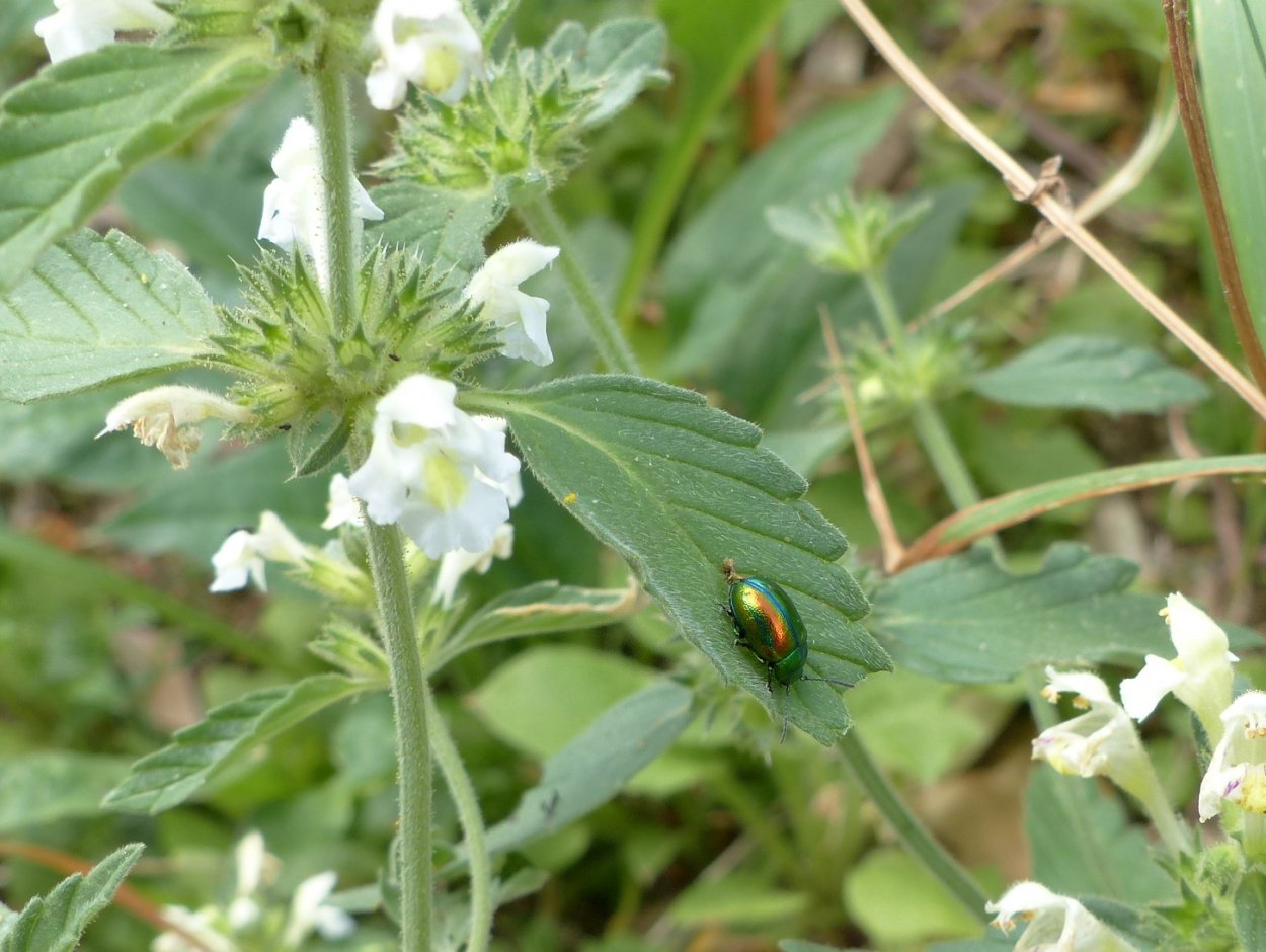 Пикульник жабрей