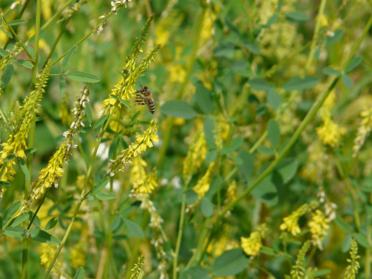 Пикульник обыкновенный