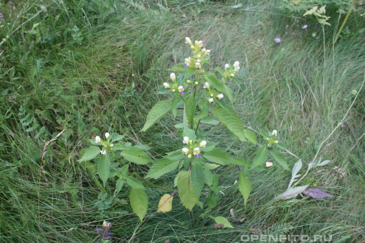 Пикульник зябра