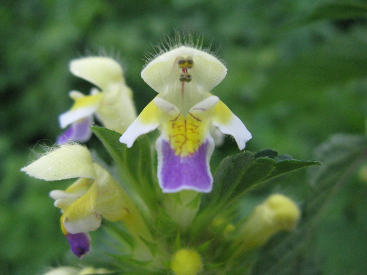 Пикульник жабрей