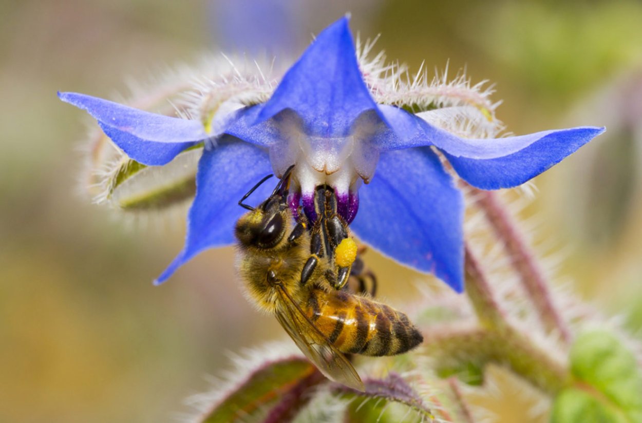 Пикульник сорняк