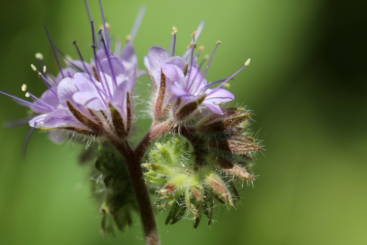 Растения Луга Иван чай