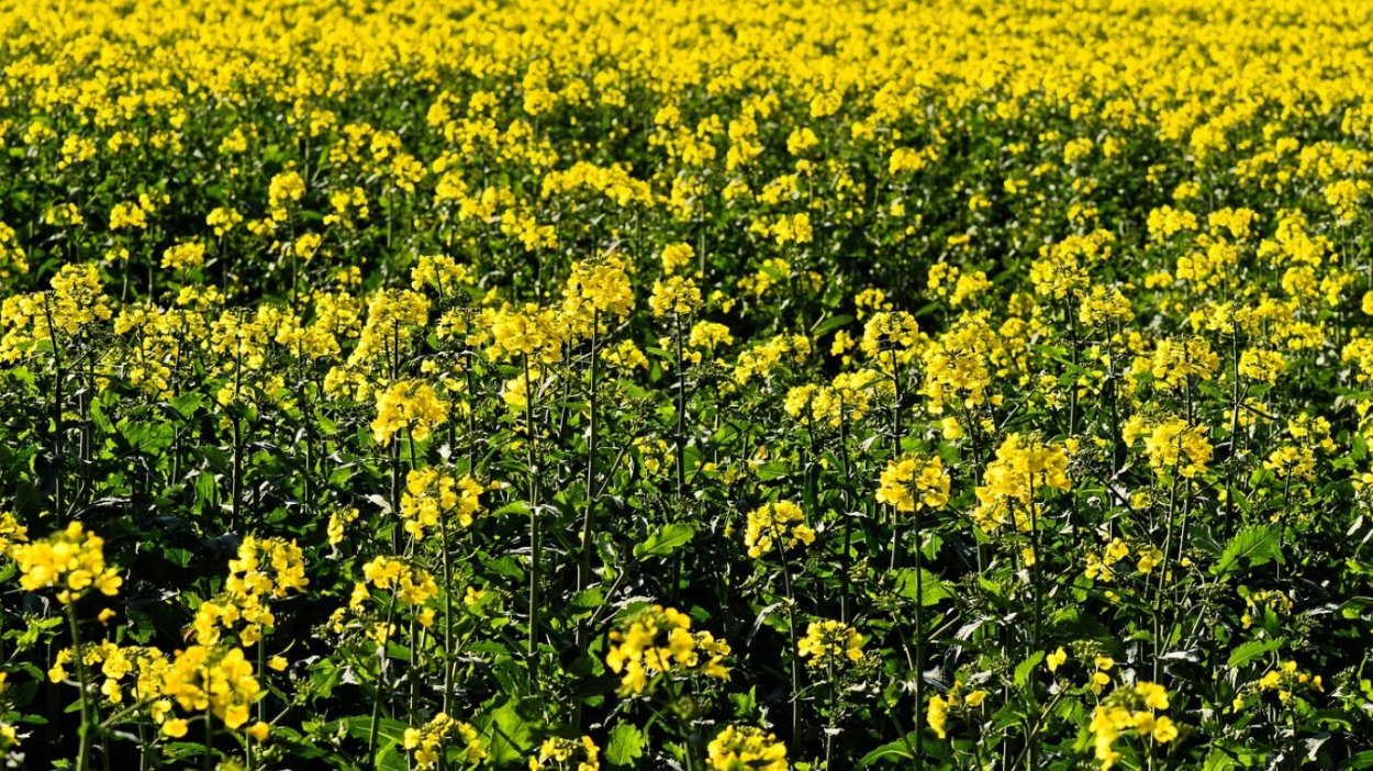 Пыльца фацелии под микроскопом