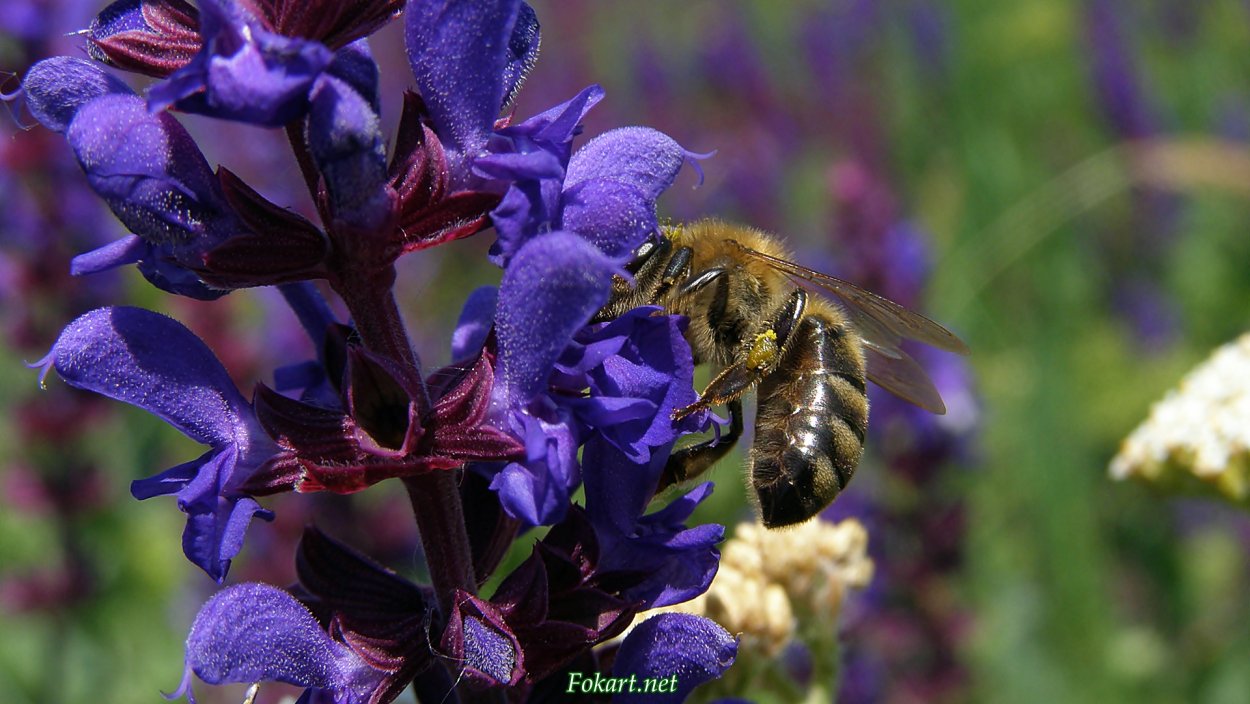 Пикульник ладанниковый
