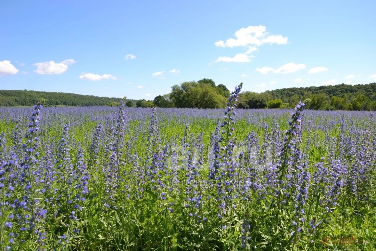Бораго (огуречная трава)Гном