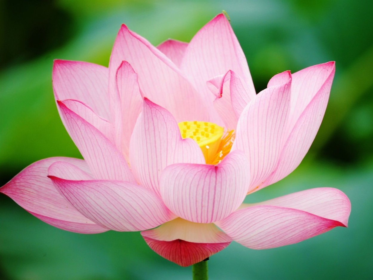 Лотус Флауэр