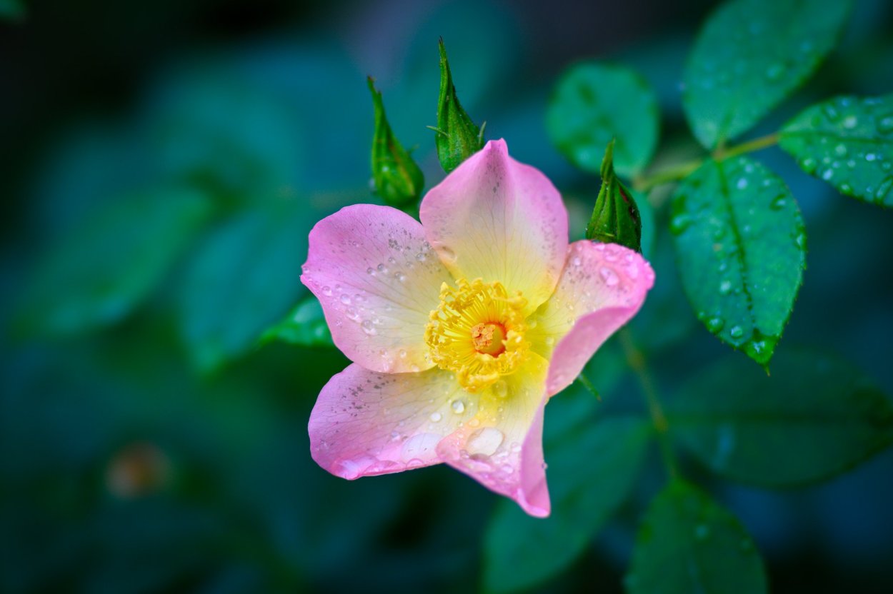 Цветок шиповника макро