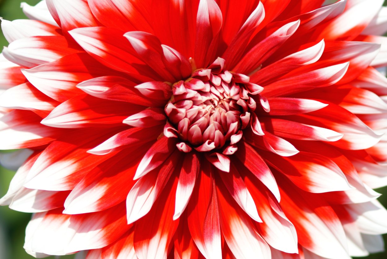 Георгин Вельтмайстер