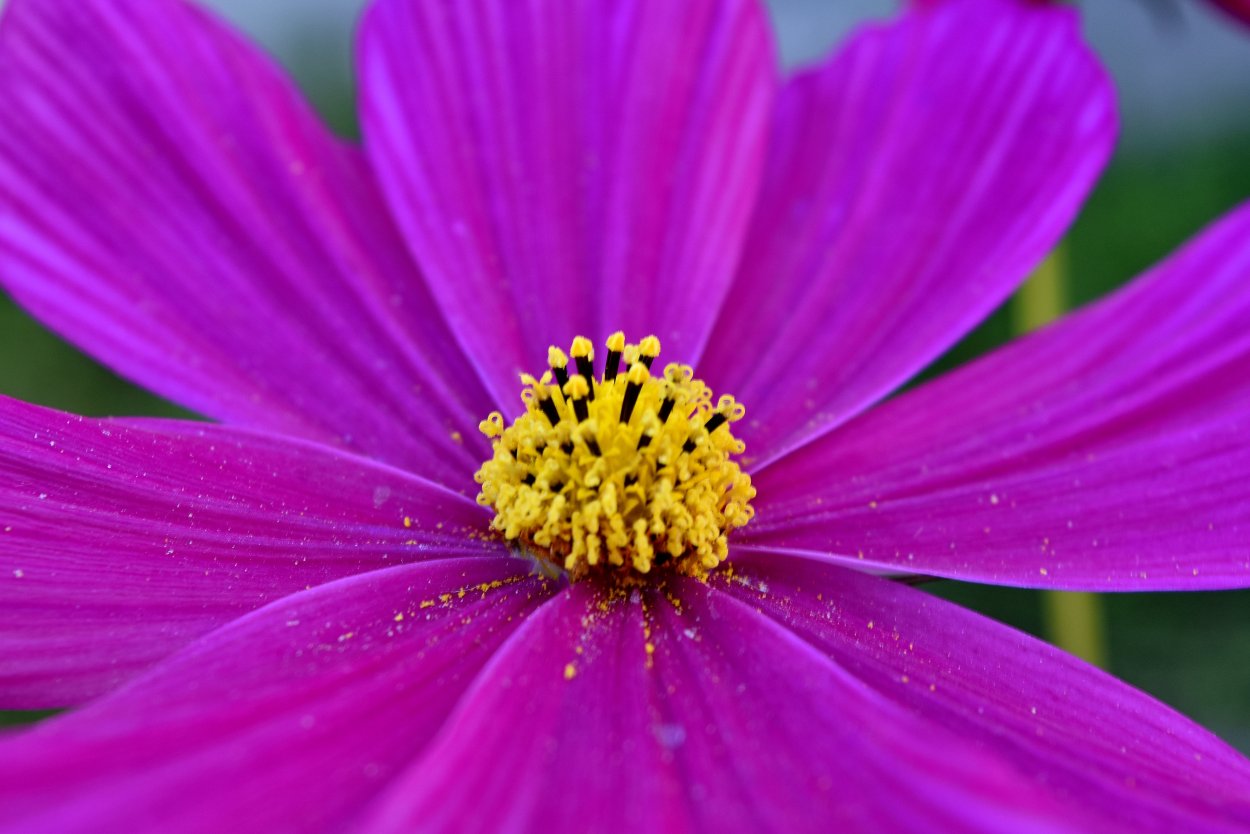 Цветочки для аппликации