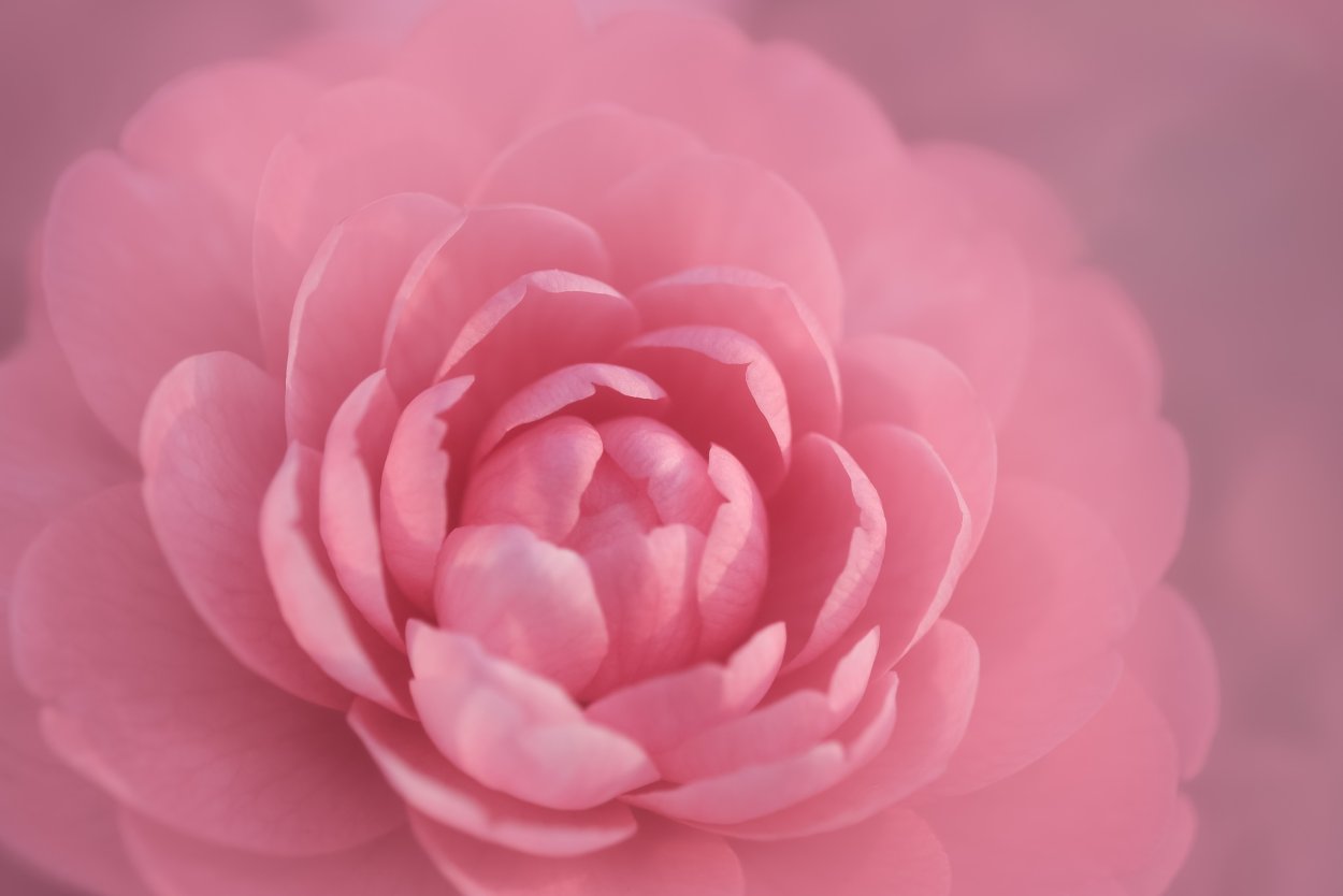 Фон цветочный Камелия