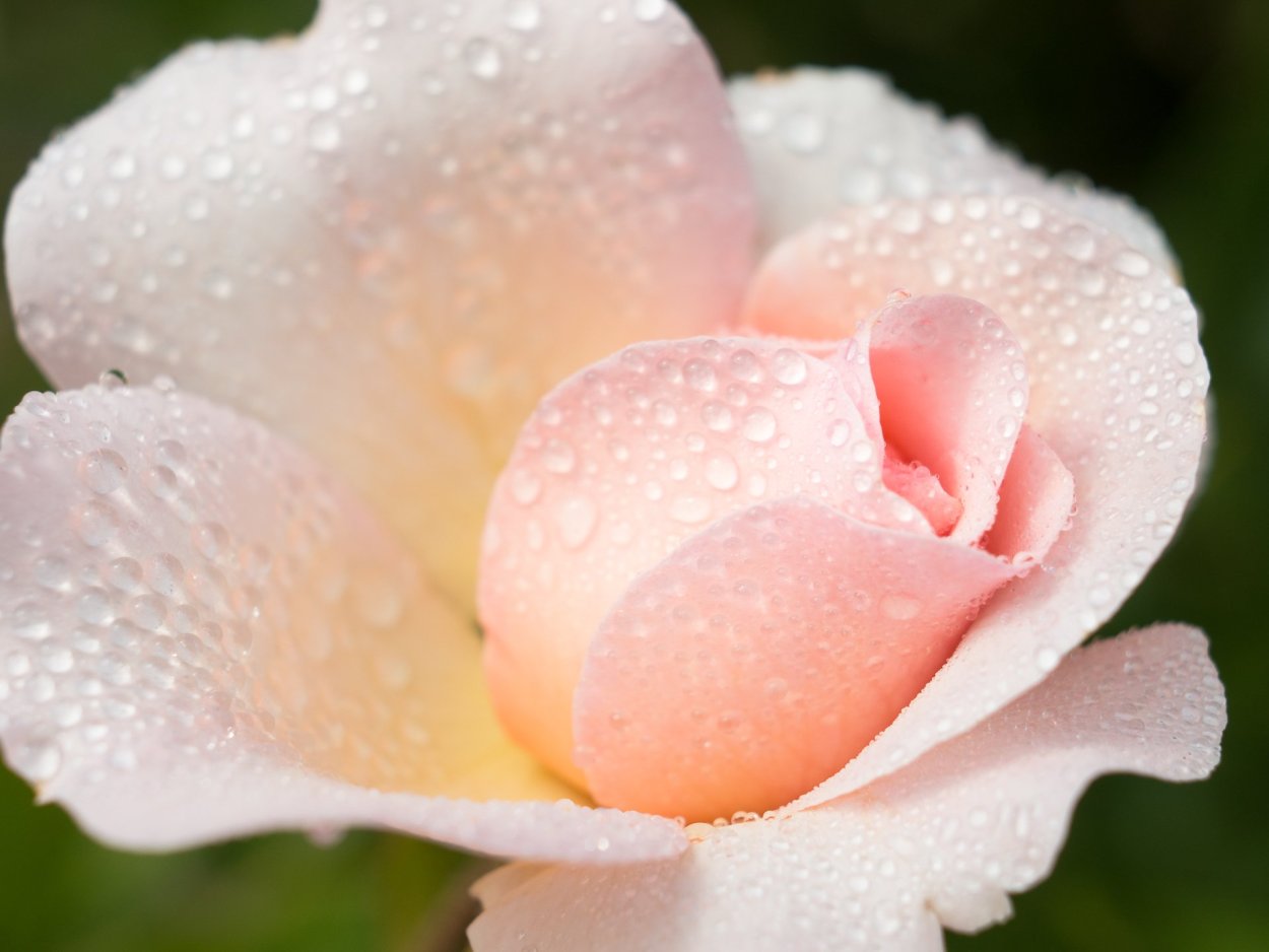 Цветы в росе фото высокого разрешения