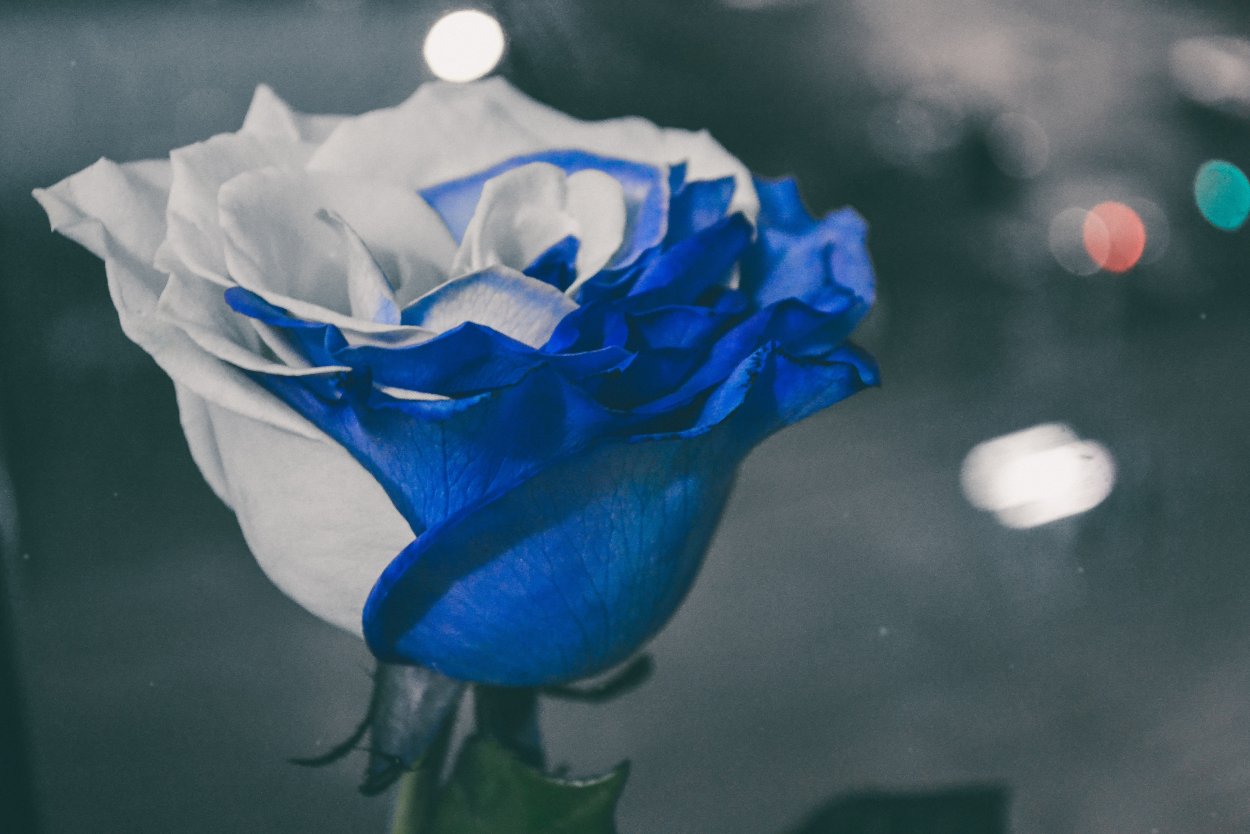 Бело синие розы