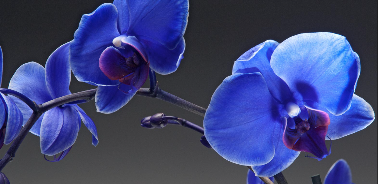 Фаленопсис Афродита Королевский синий