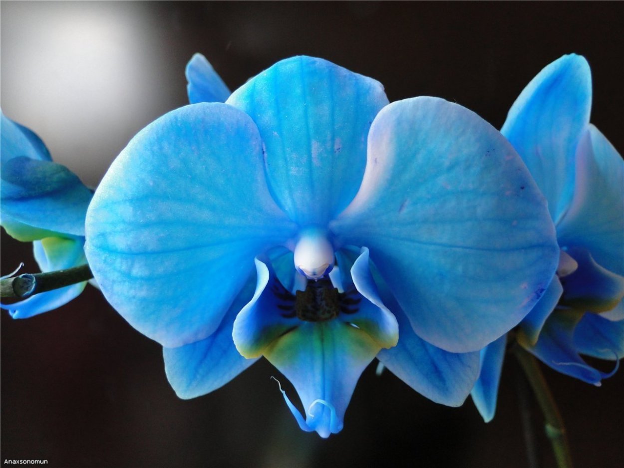 Крашеные Орхидеи
