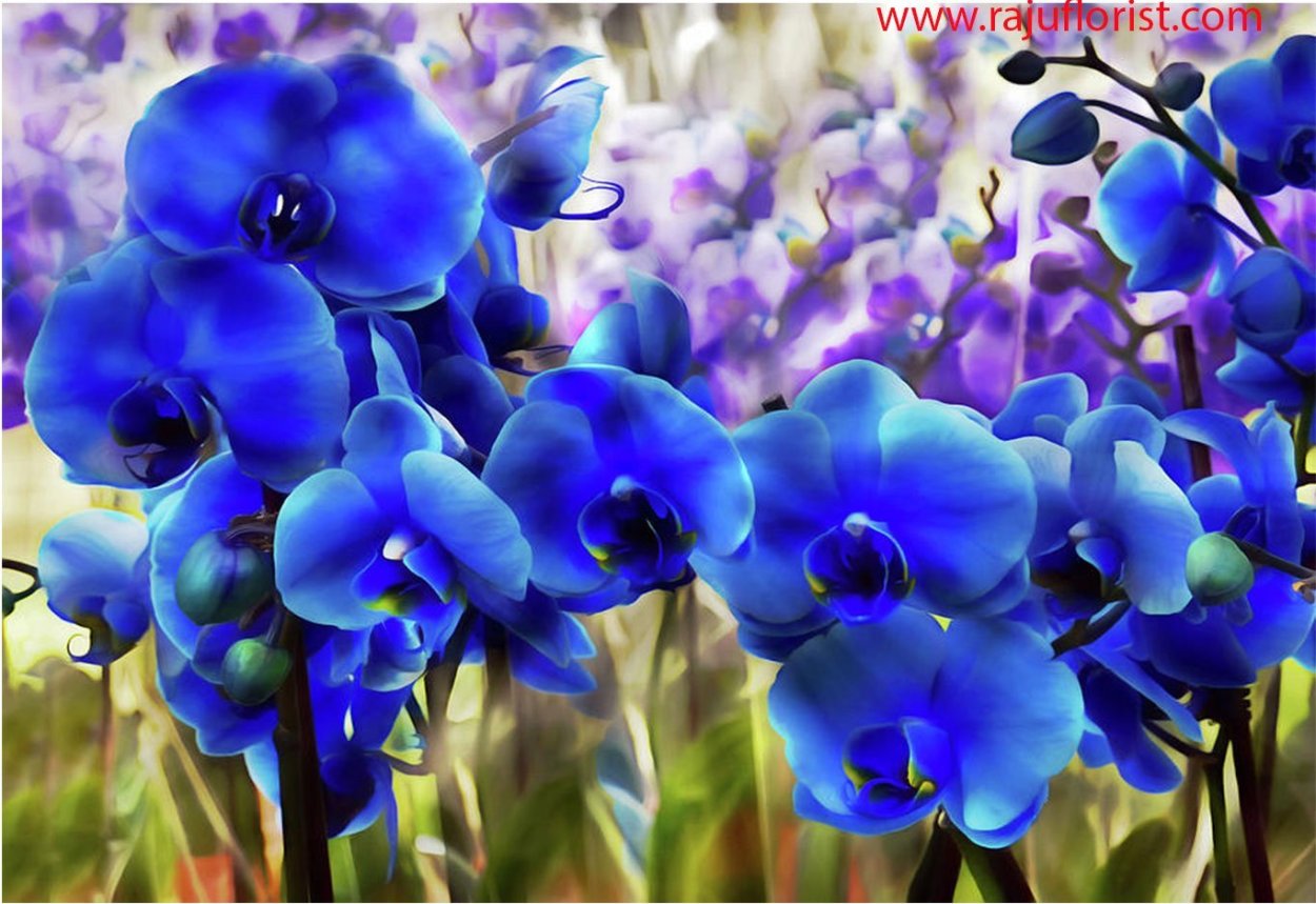 Неон Мэджик Орхидея