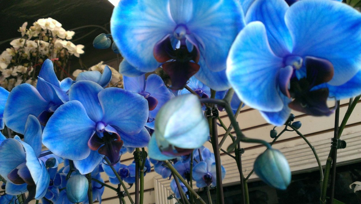 Орхидея цвета индиго